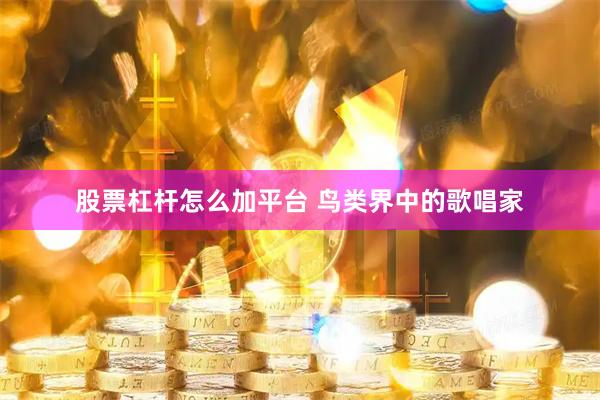 股票杠杆怎么加平台 鸟类界中的歌唱家